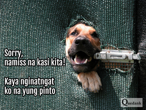 Funny Dog - Nakakatawang pets natin na aso - Pinoy Meme