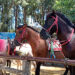 Try Horseback Riding at Wright Park On Your Next Trip To Baguio