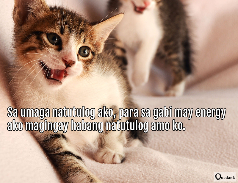 Funny Cat - Nakakatawang pets natin na pusa - Pinoy Meme