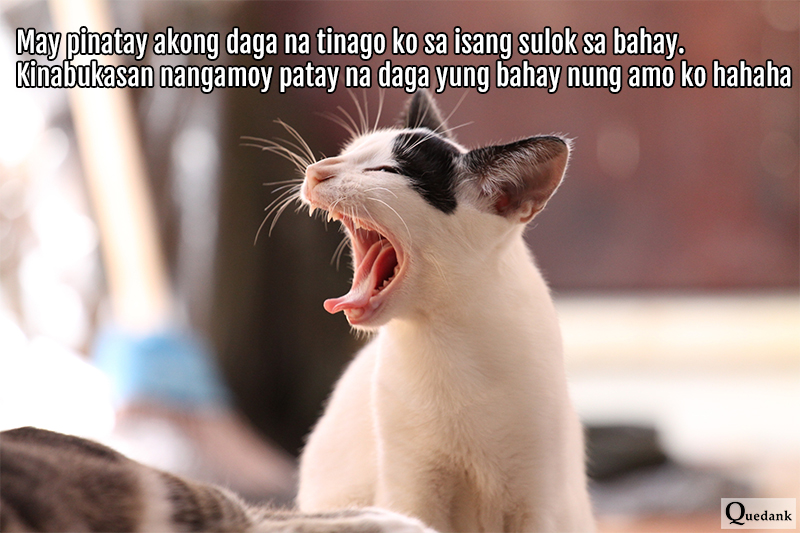 Funny Cat - Nakakatawang pets natin na pusa - Pinoy Meme