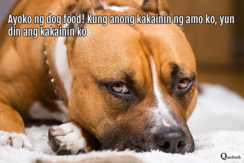 Funny Dog - Nakakatawang pets natin na aso - Pinoy Meme