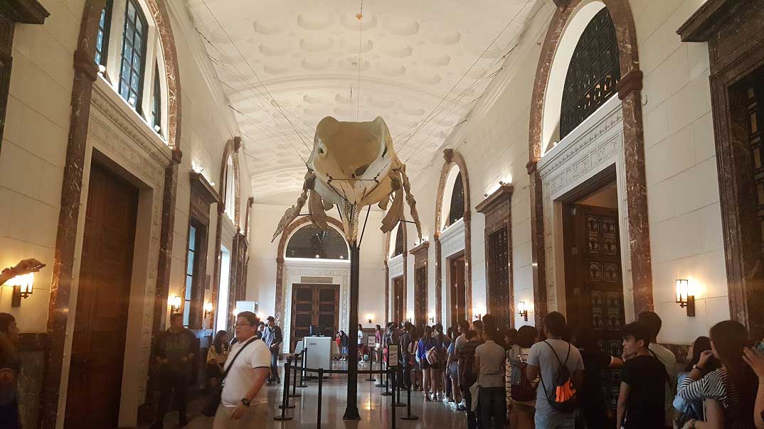 Wander the Halls of the National Museum of Natural History in Manila