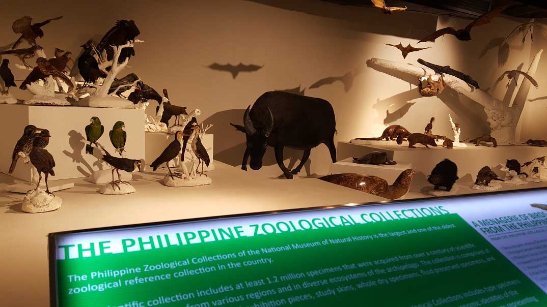 Wander the Halls of the National Museum of Natural History in Manila