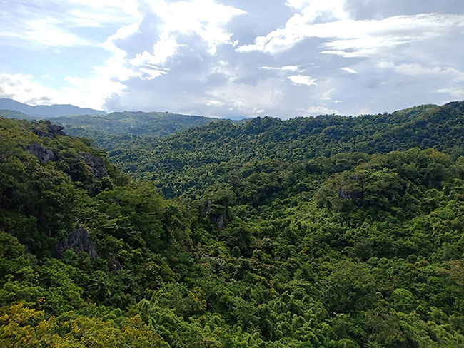 Part of the rainforests of Rizal